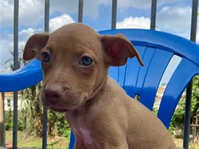 Cachorro raça SRD-ViraLata idade 2 a 6 meses nome pitty/tobby
