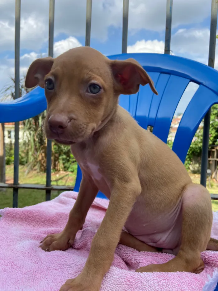 Cachorro raça SRD-ViraLata idade 2 a 6 meses nome pitty/tobby