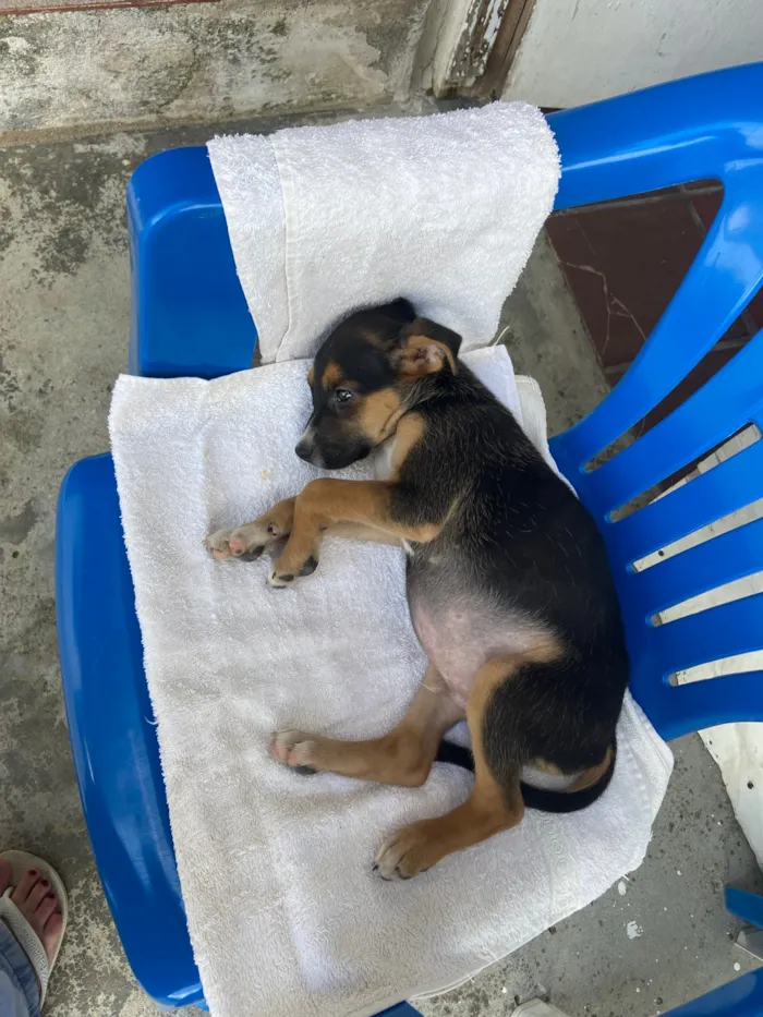 Cachorro raça SRD-ViraLata idade 2 a 6 meses nome pitty/tobby
