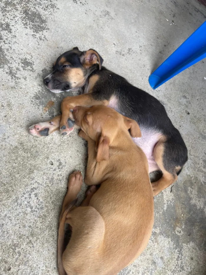 Cachorro raça SRD-ViraLata idade 2 a 6 meses nome pitty/tobby