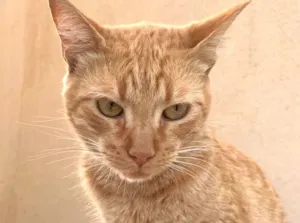 Gato raça SRD-ViraLata idade 2 a 6 meses nome Milo 