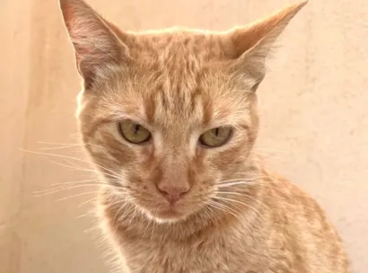 Gato raça SRD-ViraLata idade 2 a 6 meses nome Milo 