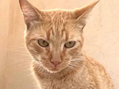 Gato raça SRD-ViraLata idade 2 a 6 meses nome Milo 