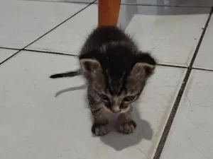 Gato raça SRD-ViraLata idade Abaixo de 2 meses nome Gatinhos