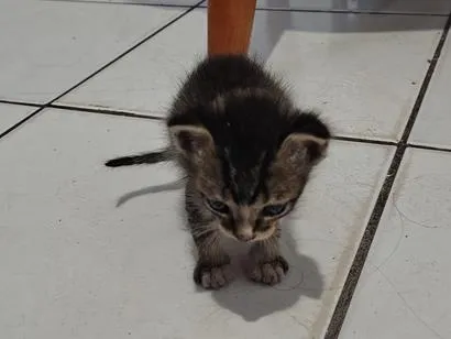 Gato raça SRD-ViraLata idade Abaixo de 2 meses nome Gatinhos