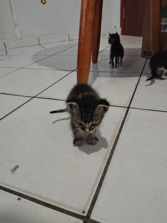 Gato raça SRD-ViraLata idade Abaixo de 2 meses nome Gatinhos