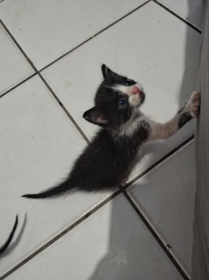 Gato raça SRD-ViraLata idade Abaixo de 2 meses nome Gatinhos