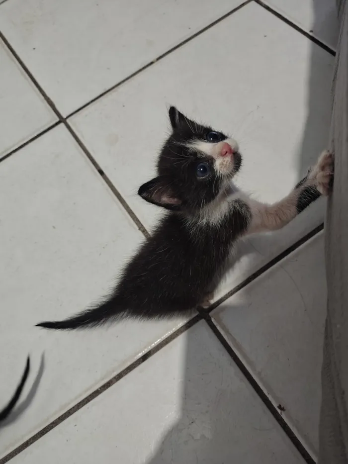 Gato raça SRD-ViraLata idade Abaixo de 2 meses nome Gatinhos