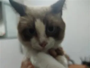 Gato raça SRD-ViraLata idade 1 ano nome chorão 