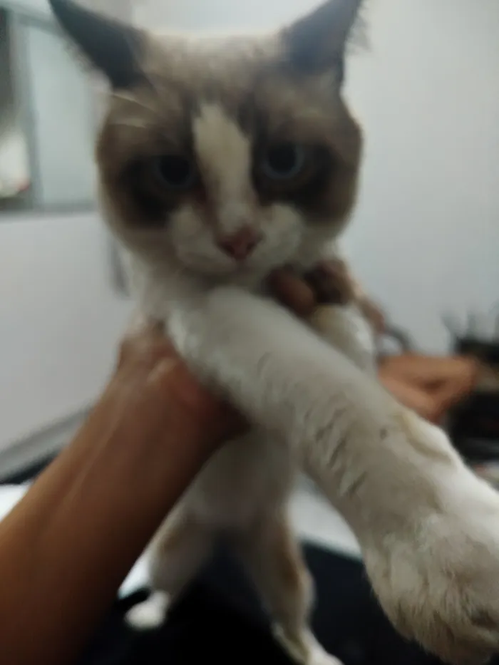Gato raça SRD-ViraLata idade 1 ano nome chorão 