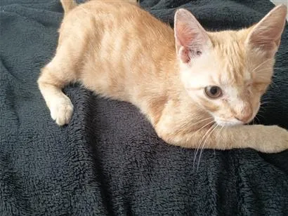 Gato raça SRD-ViraLata idade 2 a 6 meses nome Simba 