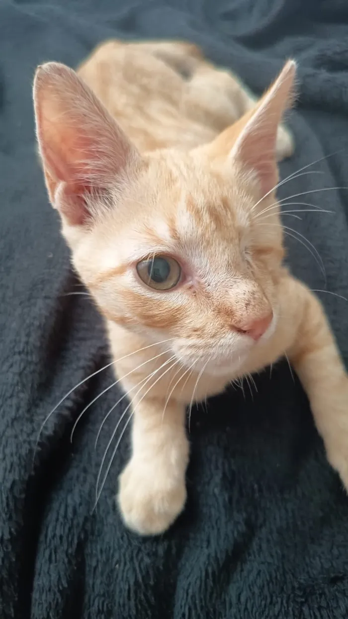 Gato raça SRD-ViraLata idade 2 a 6 meses nome Simba 