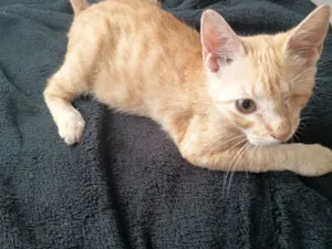 Gato raça SRD-ViraLata idade 2 a 6 meses nome Simba 