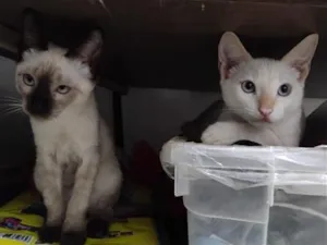 Gato raça SRD-ViraLata idade Abaixo de 2 meses nome Hana e Haru