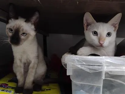 Gato raça SRD-ViraLata idade Abaixo de 2 meses nome Hana e Haru