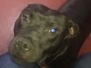 Cachorro raça Pit-Bull idade 7 a 11 meses nome Negan