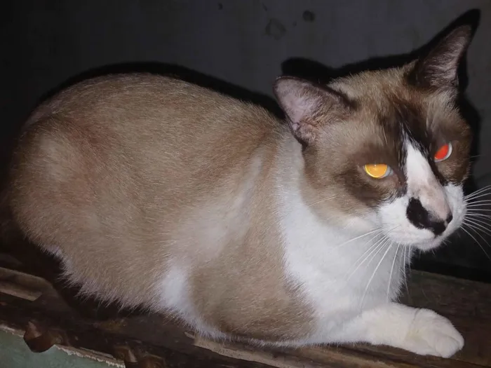 Gato raça Siamês idade 2 a 6 meses nome Sem nome