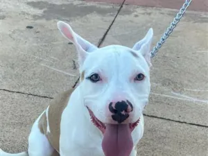 Cachorro raça Pit-Bull idade 1 ano nome Lili