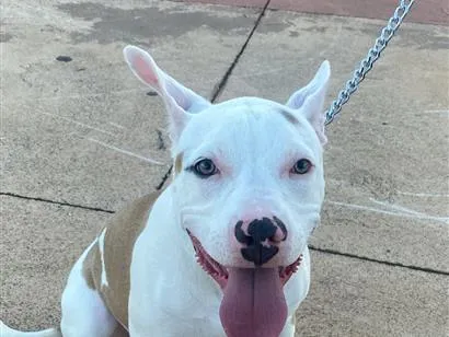 Cachorro raça Pit-Bull idade 1 ano nome Lili