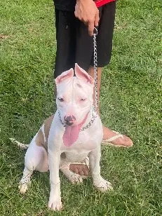 Cachorro raça Pit-Bull idade 1 ano nome Lili