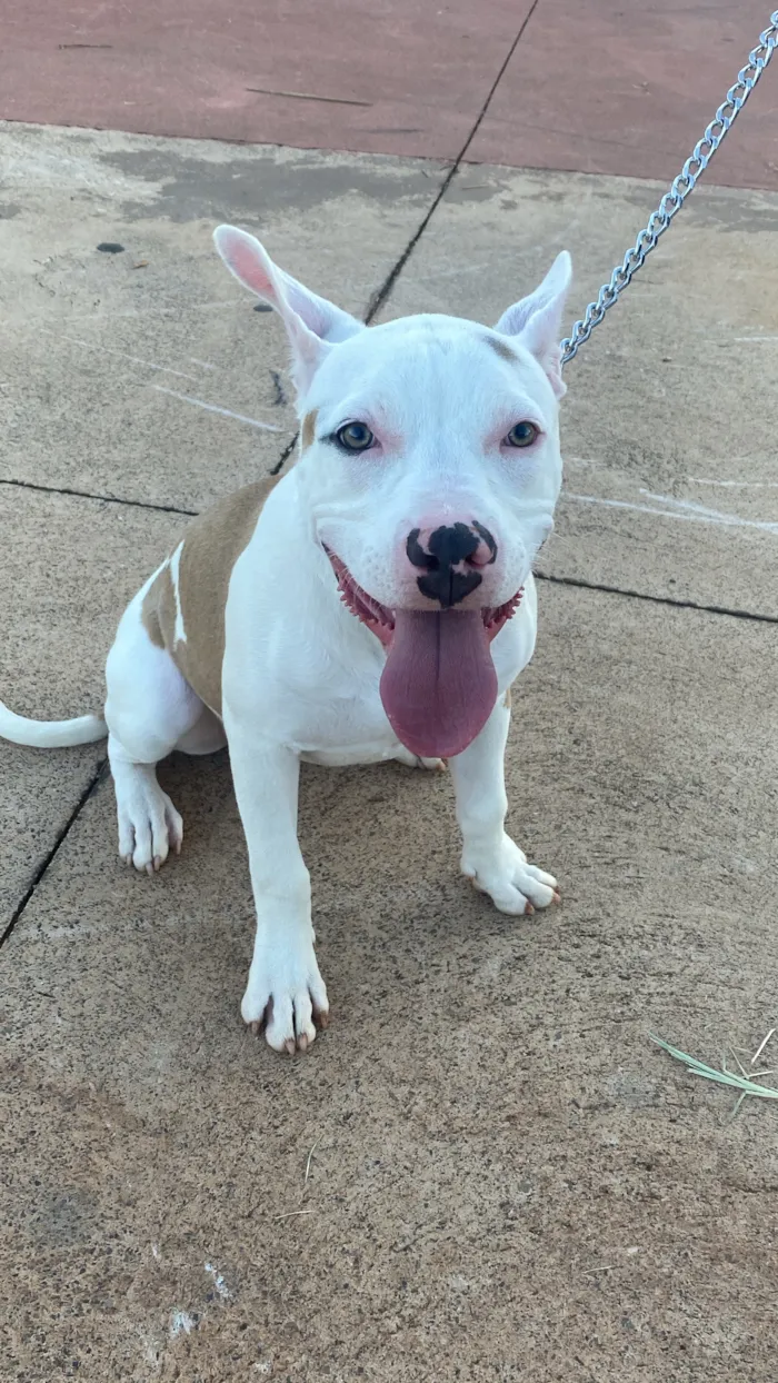 Cachorro raça Pit-Bull idade 1 ano nome Lili