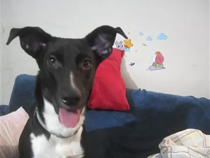 Cachorro raça SRD-ViraLata idade 7 a 11 meses nome Meekah