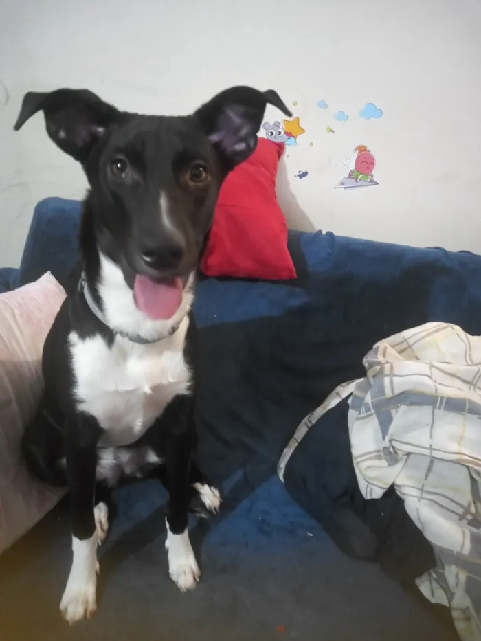 Cachorro raça SRD-ViraLata idade 7 a 11 meses nome Meekah