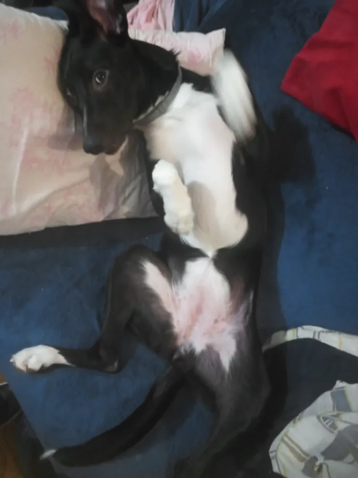 Cachorro raça SRD-ViraLata idade 7 a 11 meses nome Meekah