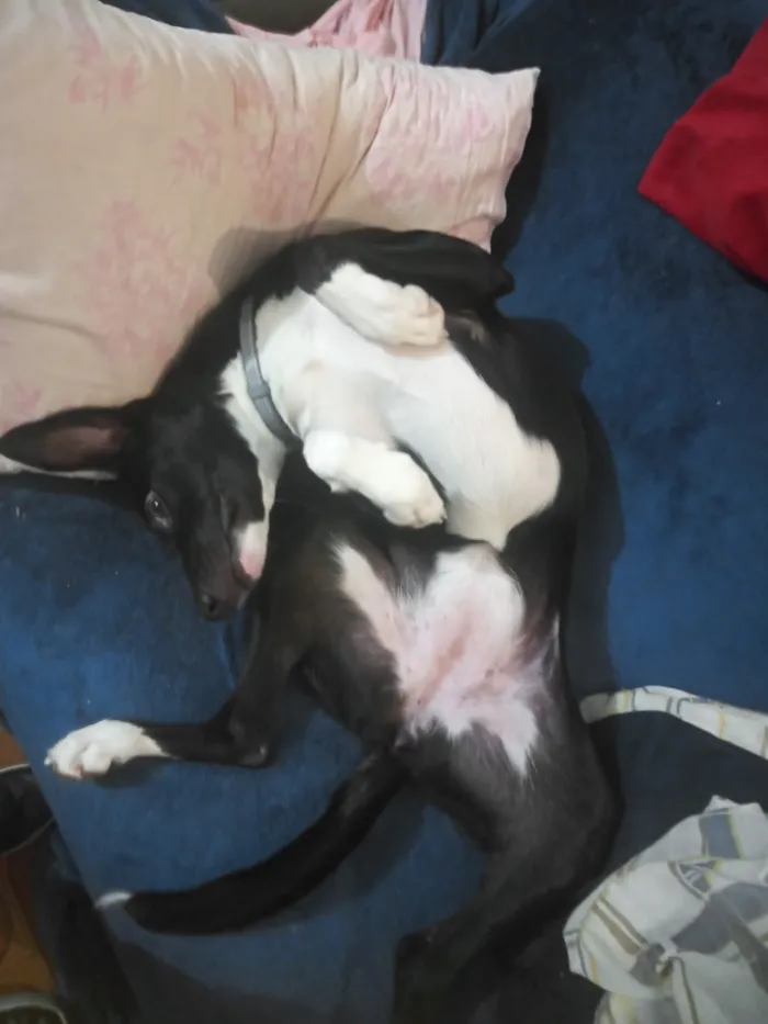 Cachorro raça SRD-ViraLata idade 7 a 11 meses nome Meekah