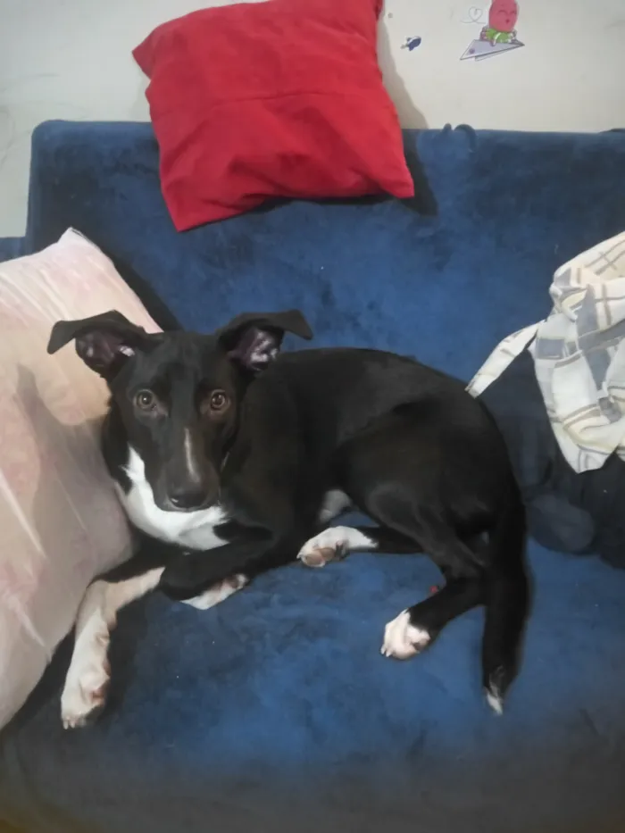 Cachorro raça SRD-ViraLata idade 7 a 11 meses nome Meekah