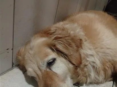 Cachorro raça Labrador idade 4 anos nome Luna