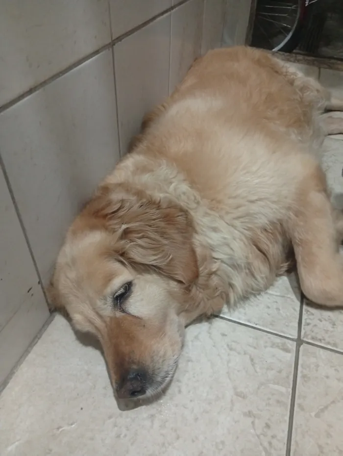 Cachorro raça Labrador idade 4 anos nome Luna