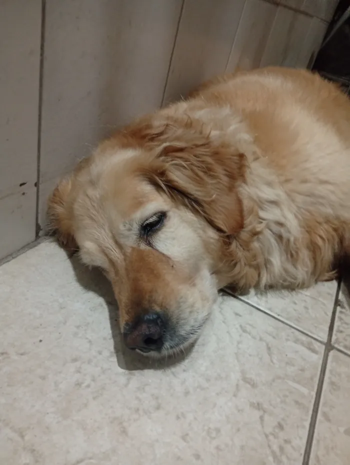 Cachorro raça Labrador idade 4 anos nome Luna