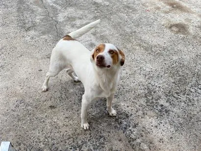 Cachorro raça SRD-ViraLata idade 2 anos nome Nina