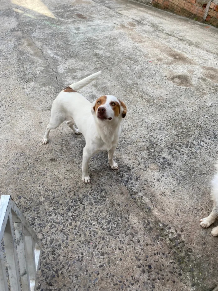 Cachorro raça SRD-ViraLata idade 2 anos nome Nina