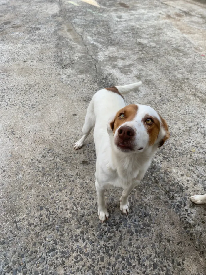 Cachorro raça SRD-ViraLata idade 2 anos nome Nina