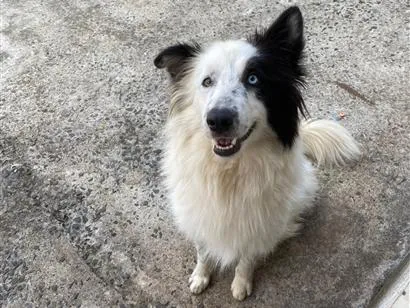 Cachorro raça SRD-ViraLata idade 2 anos nome Chase