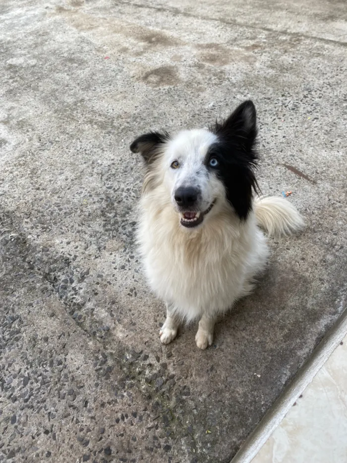 Cachorro raça SRD-ViraLata idade 2 anos nome Chase
