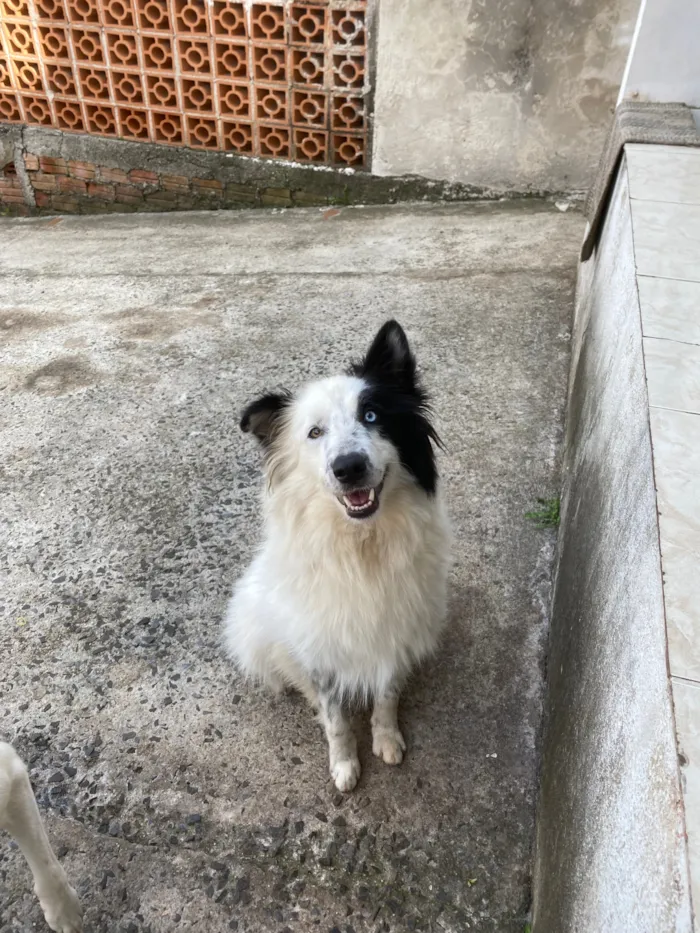 Cachorro raça SRD-ViraLata idade 2 anos nome Chase