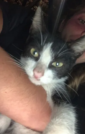 Gato raça SRD-ViraLata idade 2 a 6 meses nome Pulguinha