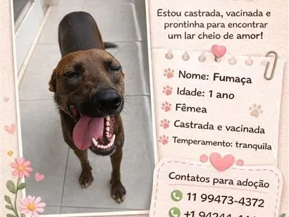 Cachorro raça SRD-ViraLata idade 1 ano nome Fumaça