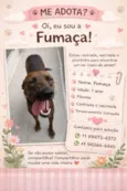 Fumaça