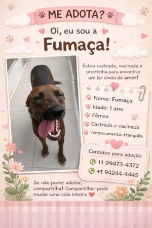 Cachorro raça SRD-ViraLata idade 1 ano nome Fumaça
