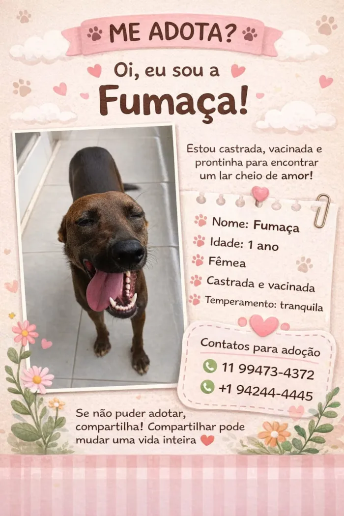 Cachorro raça SRD-ViraLata idade 1 ano nome Fumaça