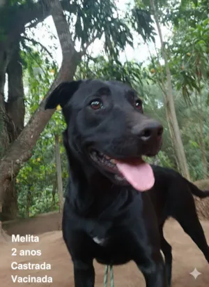 Cachorro raça SRD-ViraLata idade 2 anos nome Melita