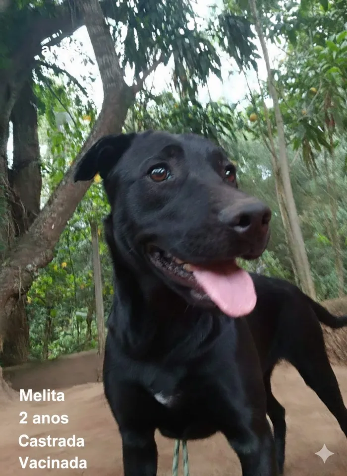Cachorro raça SRD-ViraLata idade 2 anos nome Melita