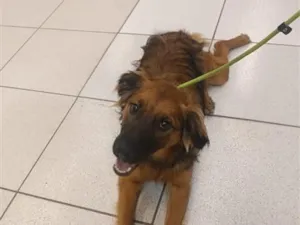 Cachorro raça SRD-ViraLata idade 7 a 11 meses nome PIX