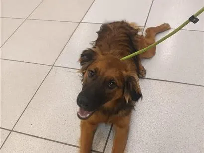 Cachorro raça SRD-ViraLata idade 7 a 11 meses nome PIX