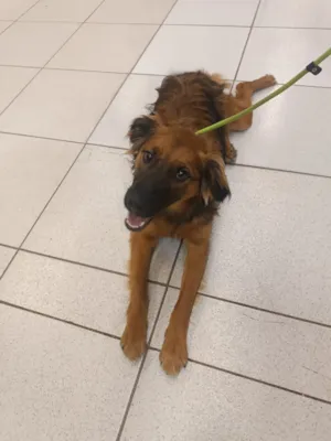 Cachorro raça SRD-ViraLata idade 7 a 11 meses nome PIX