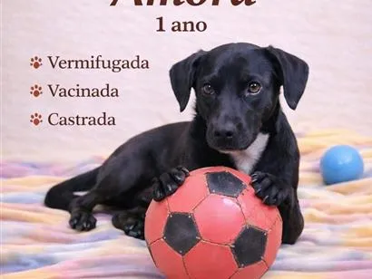Cachorro raça SRD-ViraLata idade 1 ano nome Amora